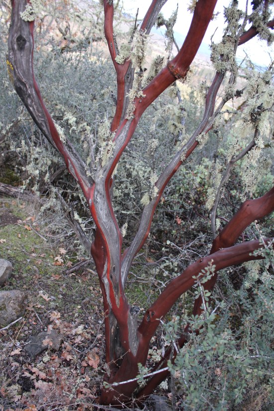 madrone up close