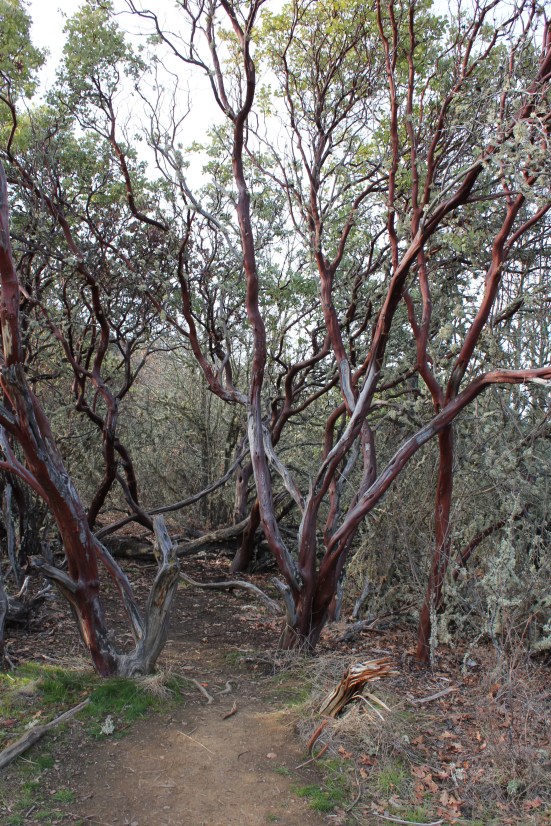 madrone trail